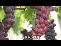 【農夫與他的田】20140920 - 卓蘭葡萄這一家