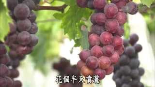 【農夫與他的田】20140920 - 卓蘭葡萄這一家 