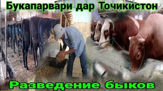 Bull rearing and feeding " گاو نر و روش تغذیه" Ферма и Бука парвари ва тарзи додани хурок