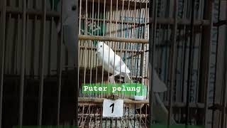 Download Lagu puter pelung putih mata merah MP3