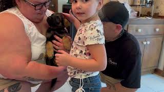 757-483-0717 in Suffolk Virginia, German Shepherd puppies by Elaine Nilsson 157 views 10 months ago 30 seconds