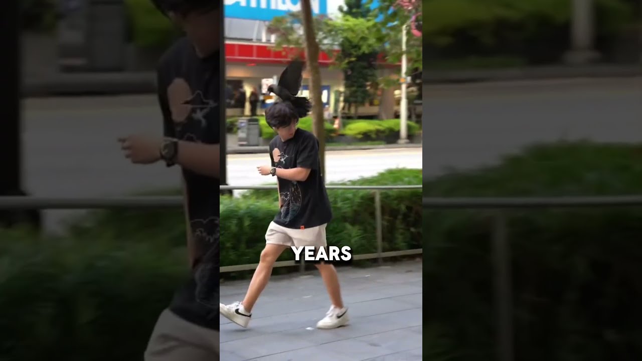 Crows Never Forget The Power Of Their Grudges 