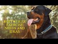 Rottweiler Exercise [Needs and Ideas]