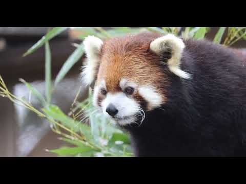 Red Panda and the Darkness of Fur