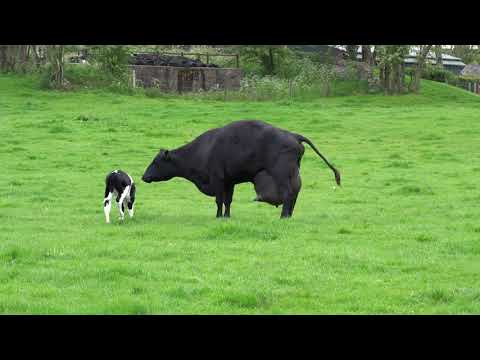 Video: Karvės Ir Buliaus Skirtumas