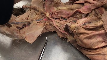 Simpson A&P 2 Cat Dissection Veins and Arteries