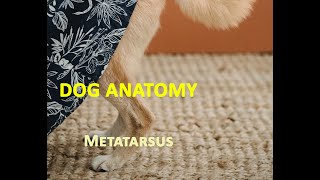 Anatomy of Dog Metatarsal Bones or Metatarsus Region | Veterinary Anatomy | Dog Hindlimb Canine Hindlimb Preview 3d Veterinary Anatomy