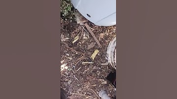 Compost Bin Ant Protection, Part 2