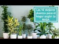 Las 10 mejores plantas para el hogar según la NASA