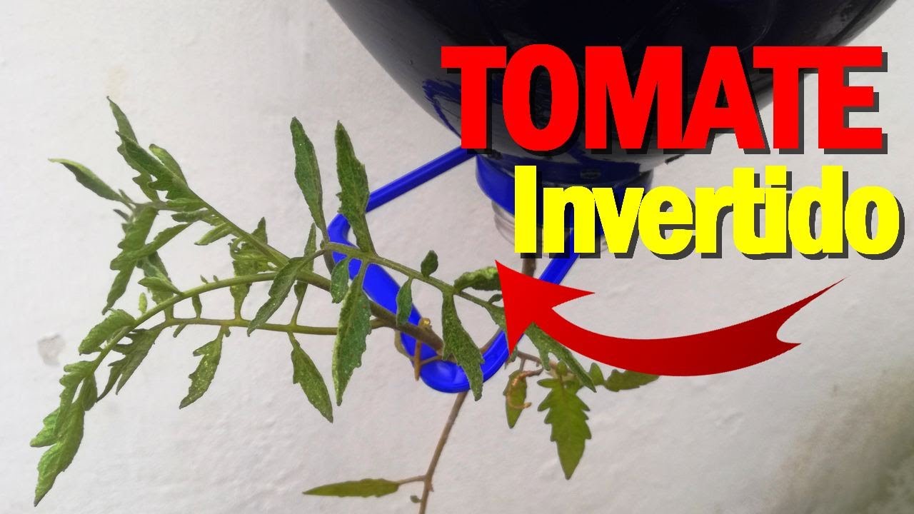 🍅TOMATE INVERTIDO 🍅con Botella Plástica 🍅 Siembra de TOMATE COLGADO ...