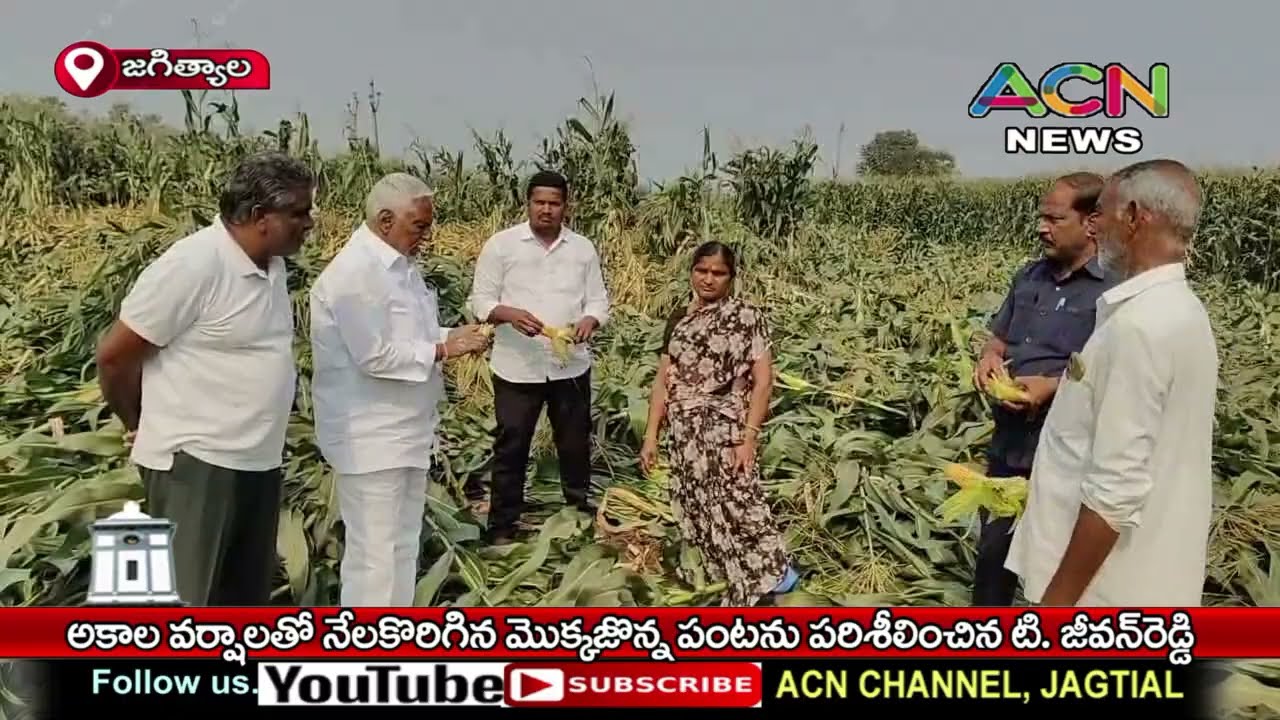 జగిత్యాలలో అకాల వర్షాలతో నేలకొరిగిన మొక్కజొన్న పంట పరిశీలించిన జీవన్ రెడ్డి