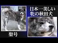 日本一美しい牝の秋田犬「聖号」