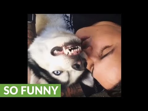 vocal-husky-mimics-owner's-growling-sounds