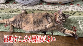 本日も機嫌が良いなじゅ様オマケはひとり寂しく野良猫ごっこのヤツ