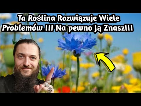 1591. Ta Roślina