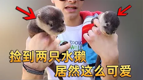 男子野外捡到两只小水獭，却遭嫌弃，什么条件啊都敢带我回家 - 天天要闻
