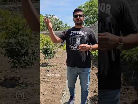 گردو چرا بار نمیده گردو بار میوه درخت درخت گردو نهال آموزش رایگان