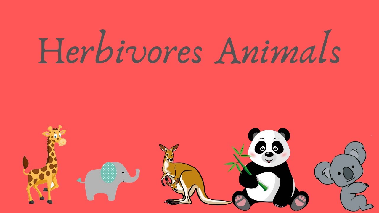 Learn Herbivores Animal Names YouTube