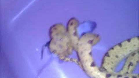 green tree python eating part 1