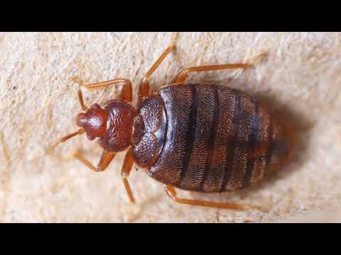 ????️ All About Bed Bugs: How To Identify Bed Bugs, Traveling tips for bed bugs! how to rid bed bugs????