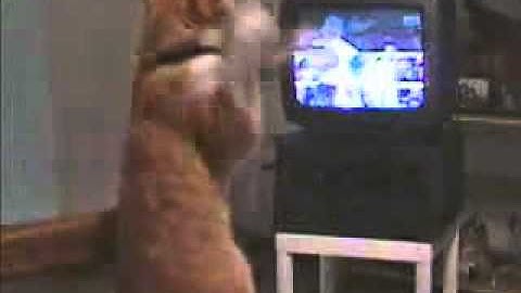 Very Funny Boxing Cat from www metacafe com