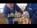 شاهد: قص✂️ و  تقطيع الاضافر الاغنام🐑وعلاجها...؟باسرع طريقة😱