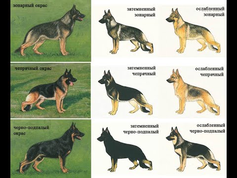 ОКРАСЫ немецких овчарок. Часть 2