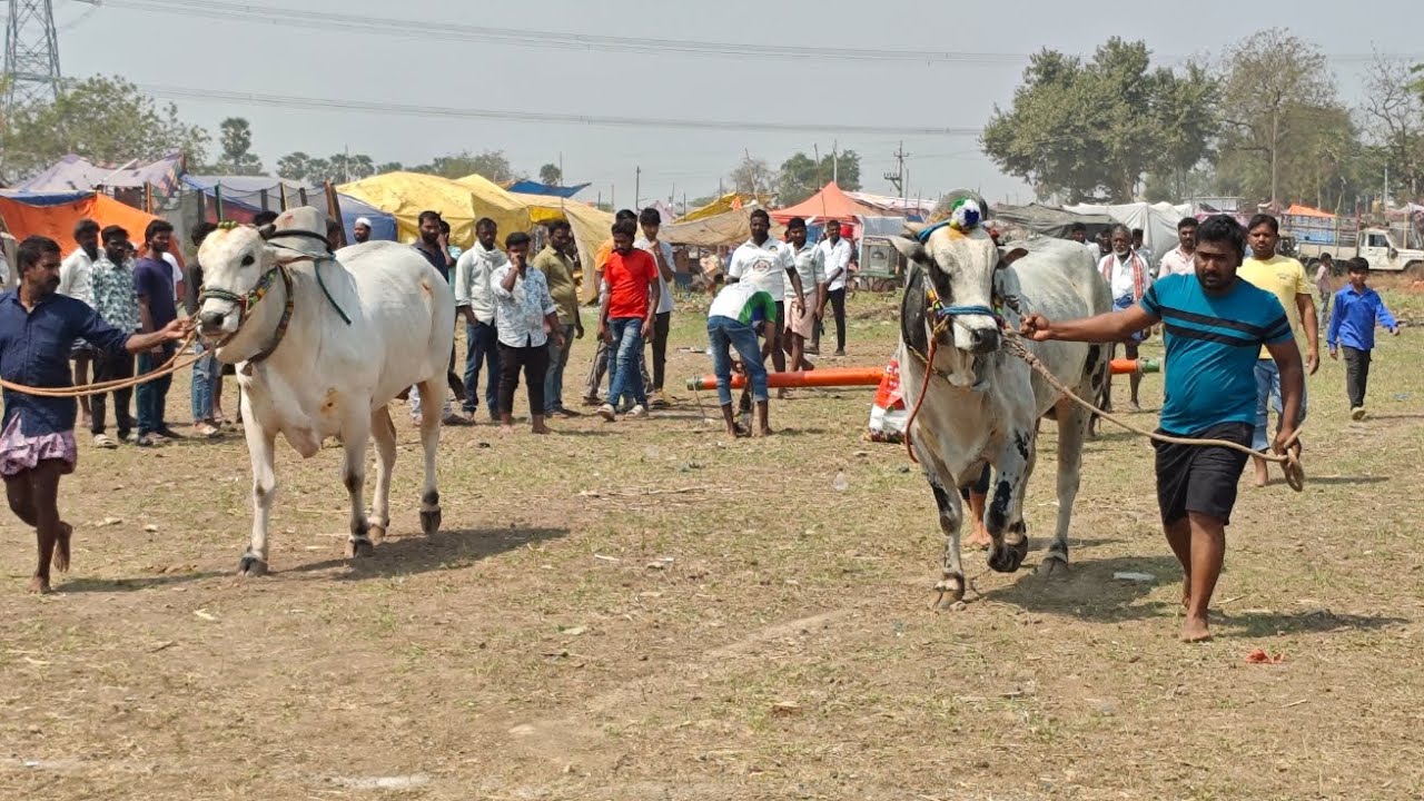 క్రిష్ణంపల్లె సేద్యపు విభాగంలో,1వ జత, మహబూబ్ బాషా,చింతకుంట