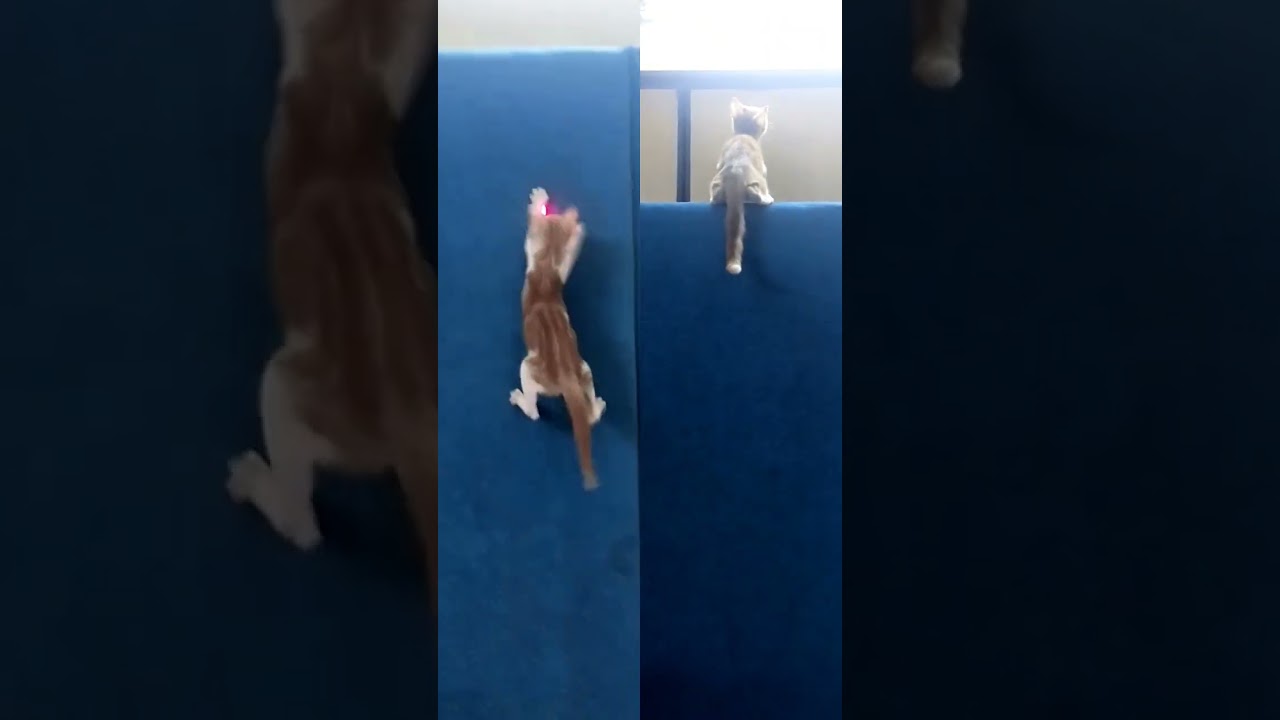 CuteKittens Running |