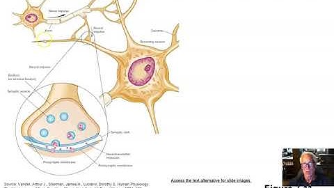 Exercise Phys Ch 7 Part 2 Synaptic Summation and Recruitment
