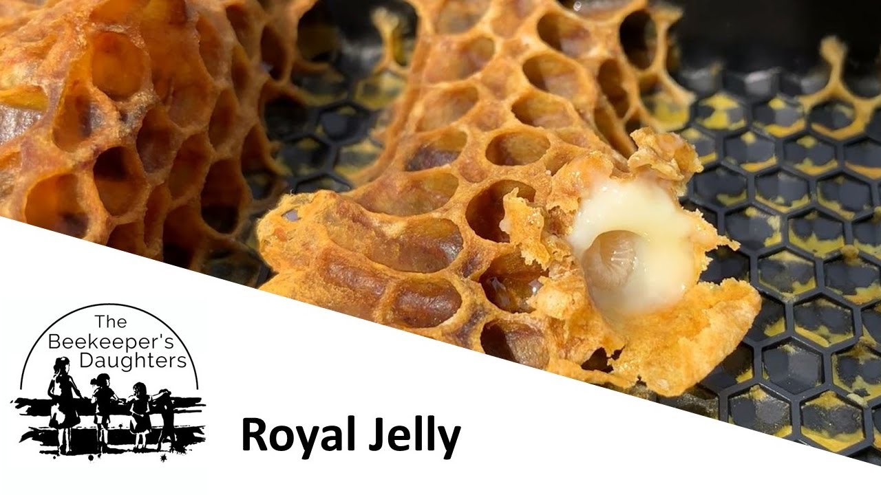 Royal Jelly YouTube