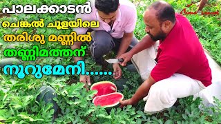 Watermelon farm at palakkad farming techniques പാലക്കട്ടെ തണ്ണിമത്തൻ തോട്ടത്തിൽ kiran veraity kerala