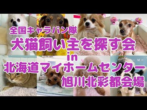 令和5年5月26.27.28日☆全国犬猫飼い主を探す会in北海道マイホームセンター旭川北彩都会場 hqdefault