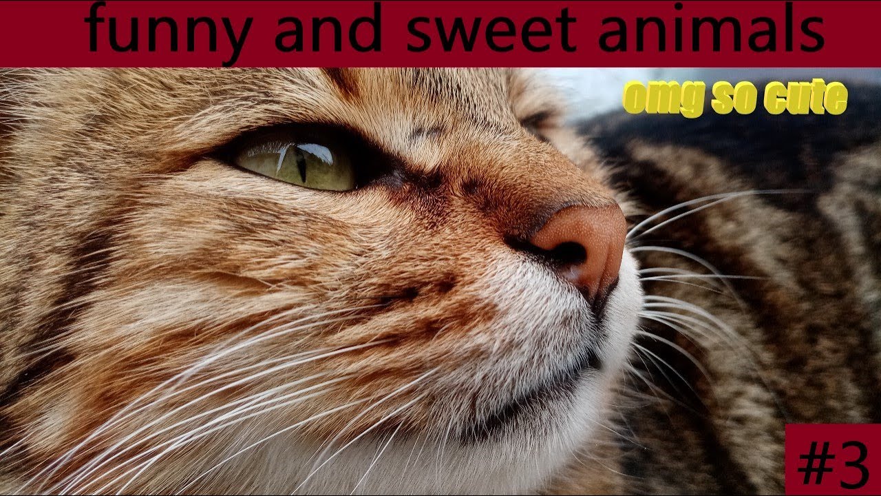 funny and sweet cats 3 omg so cute sweet cats YouTube