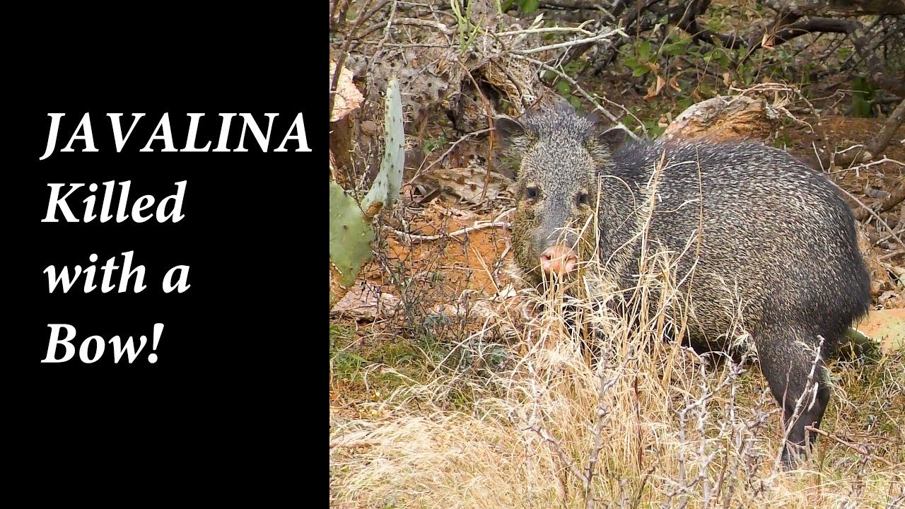 South Texas Javelina Bow Kill He's Going to Eat it? YouTube