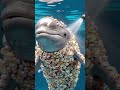 Heartbreaking Dolphin Rescue 🐬💔#DolphinRescue #SaveOceanLife #USAWildlife