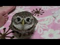 カメラを見るフクロウ