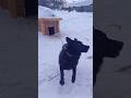 Гром встречает....#животные #собака #вео #щенок #рекомендации #shorts