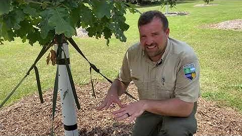 Tree Mulching | Ask the Arborist