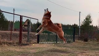 Собаки играют с мячом. Шиба-ину прыгает как дикий, самоед всегда проигрывает Собаки играют с мячом. Шиба-ину прыгает как дикий, самоед всегда проигрывает