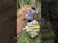 Master Over 60 Picking Bamboo: Unseen Skill & Stories