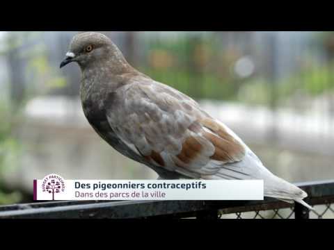 Installation de pigeonniers contraceptifs sur Grenoble