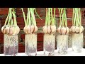 Tips to grow garlics in water rooting quickly 100% success