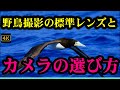 野鳥撮影の標準レンズとカメラの選び方「初心者講座」