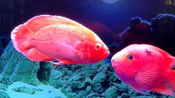 Bể Cá Hồng Két Đẹp Một Năm Không Cần Thay Nước