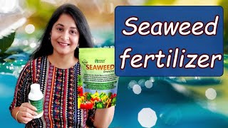 How to make and use Seaweed Fertilizer | Benefits of Seaweed in plants I #seaweed #fertilizer