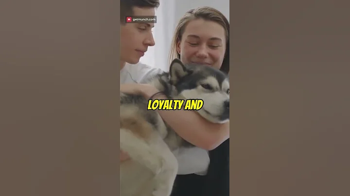 Love & Loyalty: Hatchiko's Story #dog #petowner #caninecompanionship