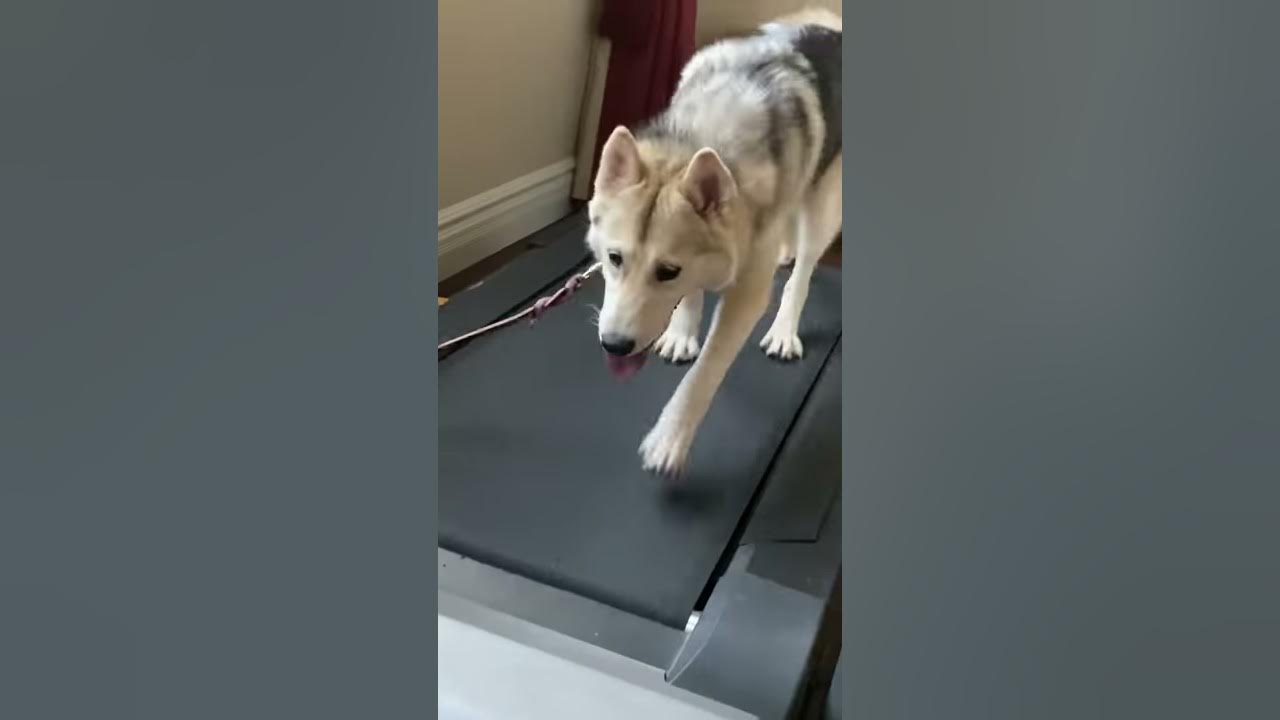 Scottsdale dog training teaches luki (husky) how to