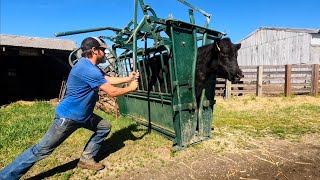 Toughest Calf Pull Ever!