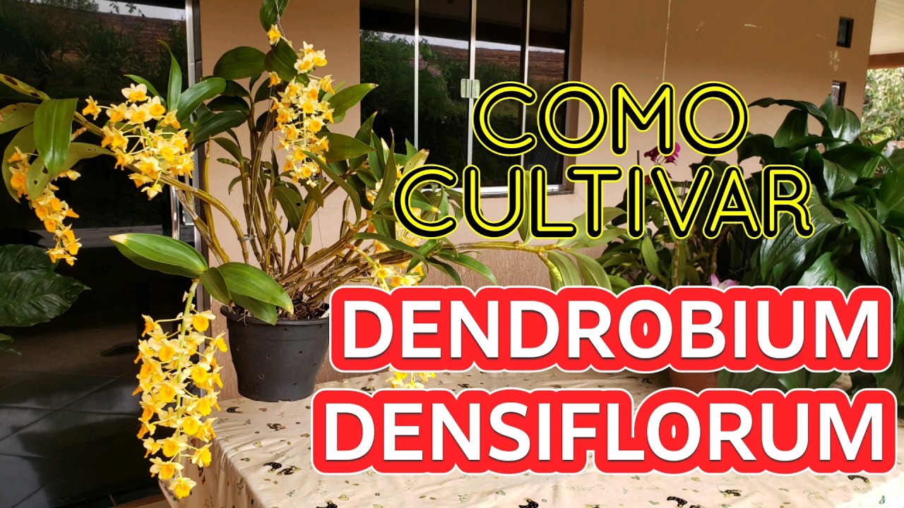 Como Cultivar DENDROBIUM DENSIFLORUM e Fazer FLORESCER | Juliane Becker
